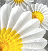 physical Set of 3 Beautiful White and Yellow Paper Daisy Flowers - Huge Paper Fan Party Decorations - Paper Flower Decor for Weddings and birthday Decopompoms