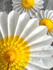 physical Set of 3 Beautiful White and Yellow Paper Daisy Flowers - Huge Paper Fan Party Decorations - Paper Flower Decor for Weddings and birthday Decopompoms