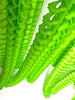 Citrus Green Classic tissue Paper honeycomb Garland 360cm/11.8ft wedding, birthday, baby shower decor Reusable Party Streamers
