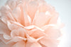 Blush pink Tissue paper pom pom party decorations rose pink paper flowers boho wedding, baby shower, birthday, tea party, garden party decor
