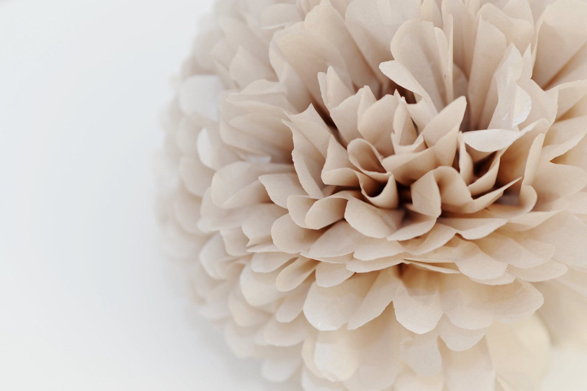Pearlesence Champagne pom pom - Decopompoms